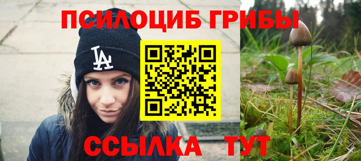 Псилоцибиновые грибы Psilocybe Гурьевск